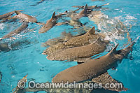 Lemon Sharks on surface Photo - Andy Murch