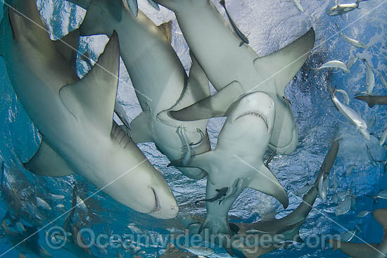 Lemon Sharks on surface photo