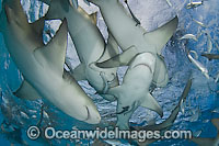 Lemon Sharks on surface Photo - Andy Murch