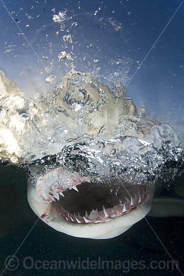Lemon Shark jaws under surface photo