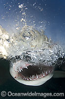 Lemon Shark jaws under surface Photo - Andy Murch