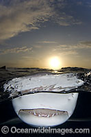 Lemon Shark jaws under surface at sunset Photo - Andy Murch