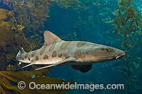 Leopard Shark Triakis semifasciata Photo - Andy Murch