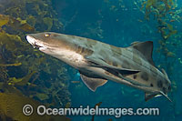 Leopard Shark Photo - Andy Murch