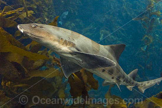 Leopard Shark Triakis semifasciata photo