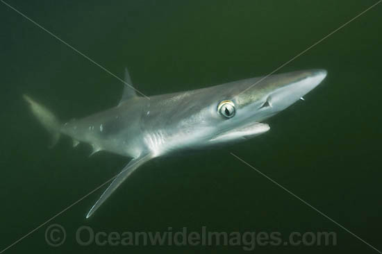 Atlantic Sharpnose Shark Rhizoprionodon terraenovae photo