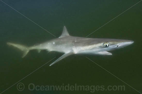 Atlantic Sharpnose Shark Rhizoprionodon terraenovae photo