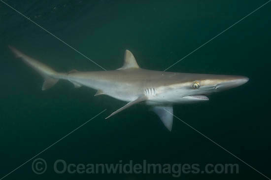 Pacific Sharpnose Shark Rhizoprionodon longurio photo