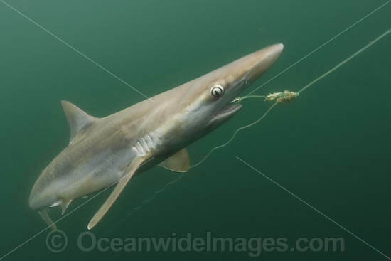 Pacific Sharpnose Shark caught on longline photo
