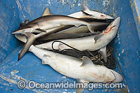 Dead Pacific Sharpnose Sharks on longline fishing boat Photo - Andy Murch