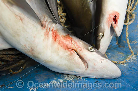 Dead Pacific Sharpnose Sharks on longline fishing boat photo