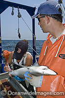 Researchers Tag Atlantic Sharpnose Shark Photo - Andy Murch