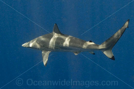 Spinner Shark Carcharhinus brevipinna photo