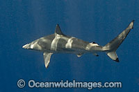 Spinner Shark Carcharhinus brevipinna Photo - Andy Murch