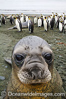 Southern Elephant Seal pup Photo - Inger Vandyke