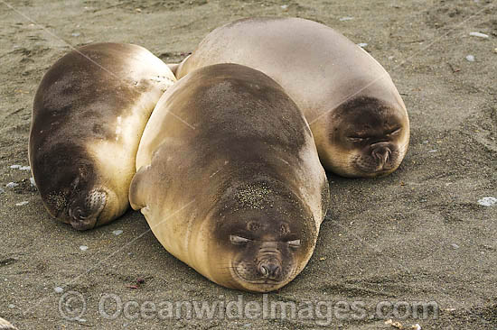 Southern Elephant Seal sleeping pups photo