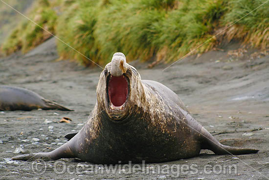 Southern Elephant Seal Mirounga leonina photo