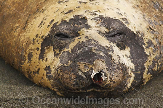 Southern Elephant Seal damaged nostril photo
