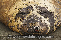 Southern Elephant Seal damaged nostril Photo - Inger Vandyke