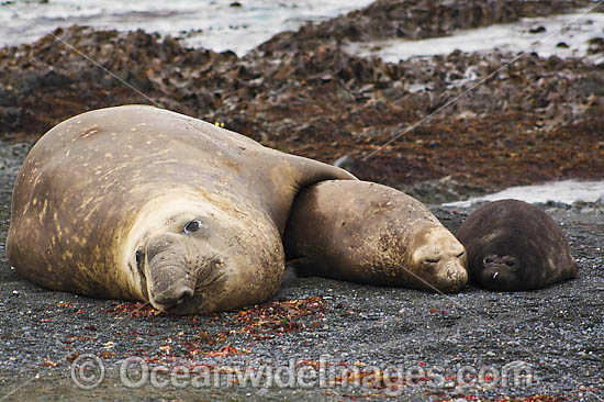 Southern Elephant Seal mother with pups photo
