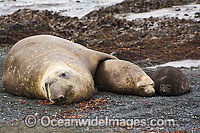 Southern Elephant Seal mother with pups Photo - Inger Vandyke