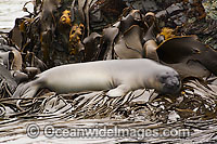 Southern Elephant Seal resting on bull kelp Photo - Inger Vandyke
