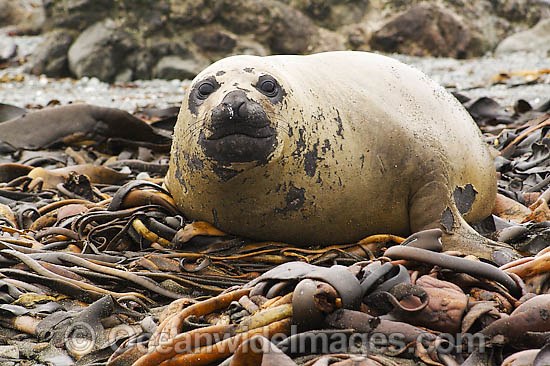 Southern Elephant Seal resting on bull kelp photo