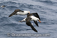 Black-browed Albatross pair in flight Photo - Inger Vandyke