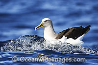 Buller's Albatross Diomedea bulleri Photo - Inger Vandyke