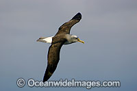 Buller's Albatross in flight Photo - Inger Vandyke