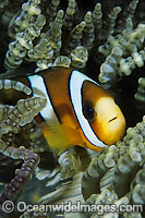 Clark's Anemonefish Amphiprion clarkii Photo - Gary Bell
