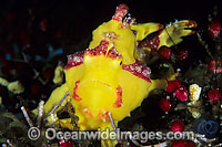 Clown Frogfish Antennarius maculatus Photo - Gary Bell