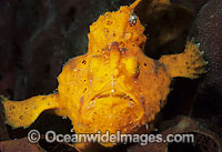 Painted Frogfish Photo - Gary Bell