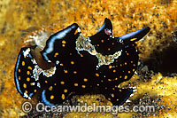 Painted Frogfish Antennarius pictus Photo - Gary Bell