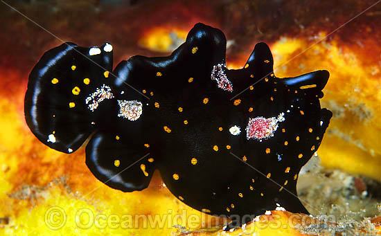 Painted Frogfish photo
