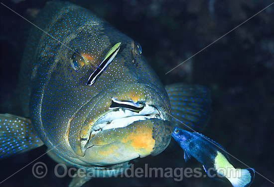 Footballer Trout cleaned by wrasse photo