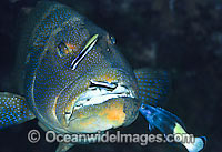 Footballer Trout cleaned by wrasse Photo - Gary Bell