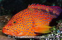 Coral Grouper Photo - Gary Bell