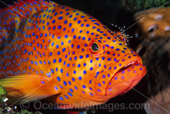 Coral Grouper cleaned by cleaner shrimp photo