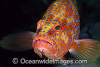 Coral Grouper Coral Cod Photo - Gary Bell