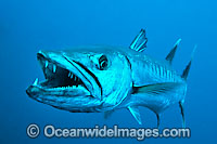 Great Barracuda with mouth open Photo - Gary Bell