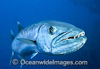 Great Barracuda with mouth open Photo - Gary Bell