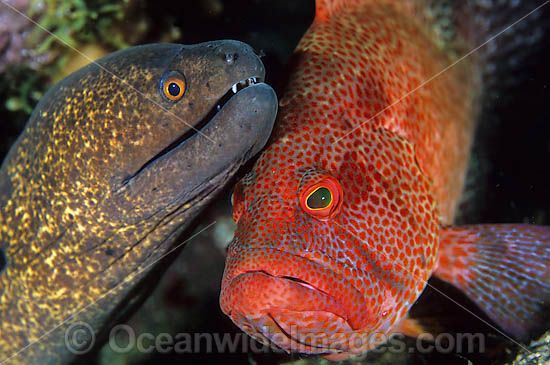 Yellow-edged Moray cleaned by cleaner shrimp photo