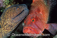 Yellow-edged Moray cleaned by cleaner shrimp Photo - Gary Bell