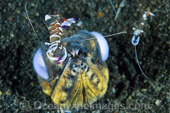 Black-finned Snake Eel cleaned by shrimp photo