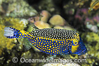 Spotted Boxfish Ostracion meleagris Photo - Gary Bell
