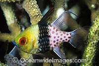 Pyjama Cardinalfish Sphaeramia nematoptera Photo - Gary Bell
