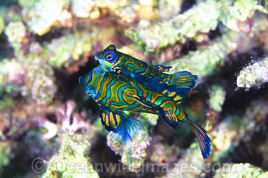 Mandarin-fish courting male and female photo