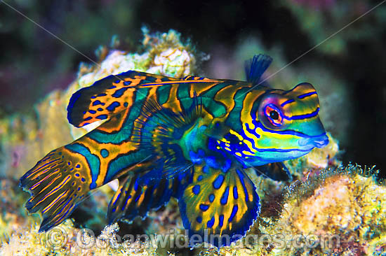 http://www.oceanwideimages.com/images/14154/large/24M1010-02-mandarin-fish.jpg