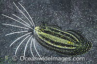 Cockatoo Flounder Samaris cristata Photo - Gary Bell